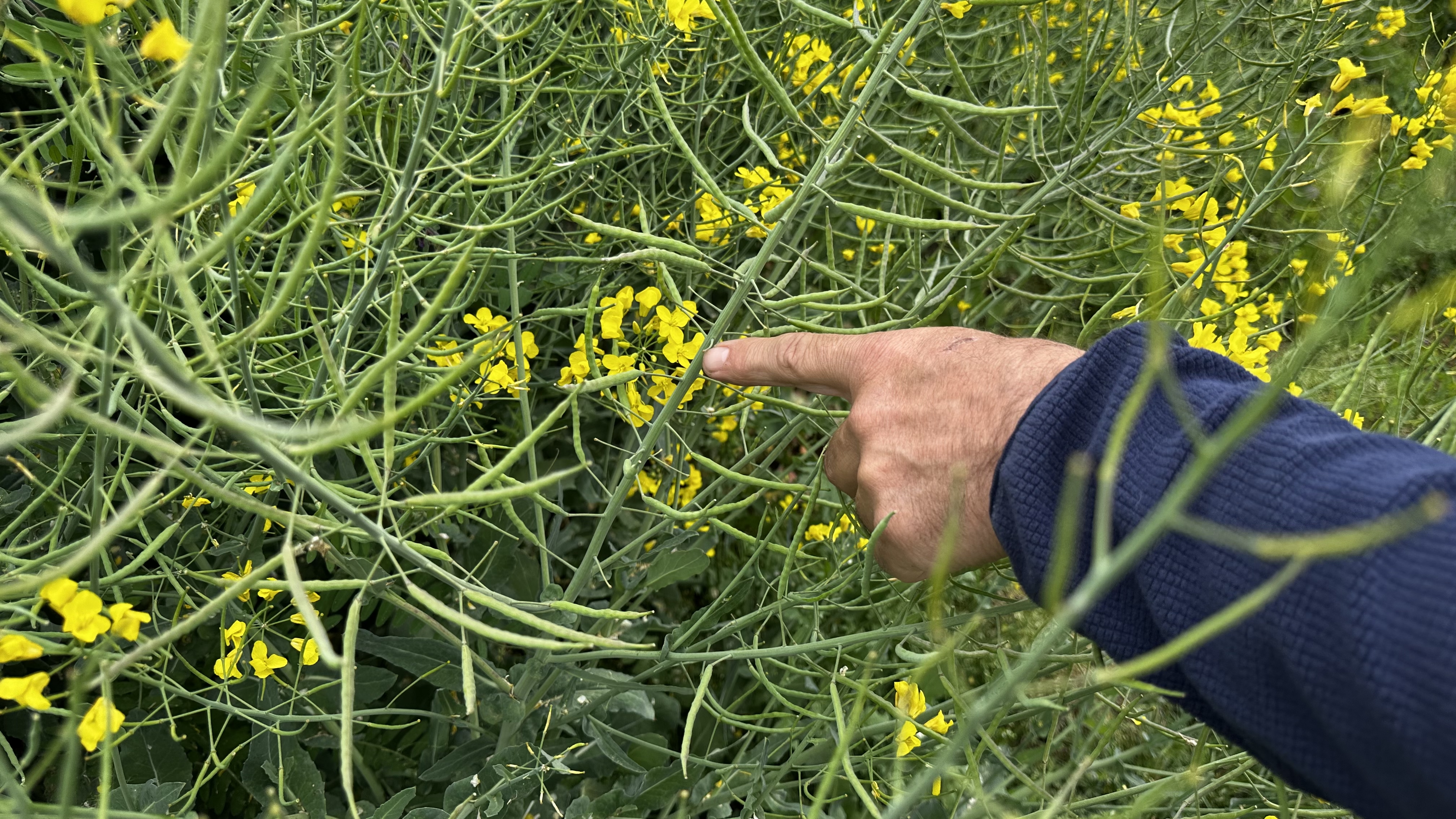 Le colza de Johan Baland en fin de floraison