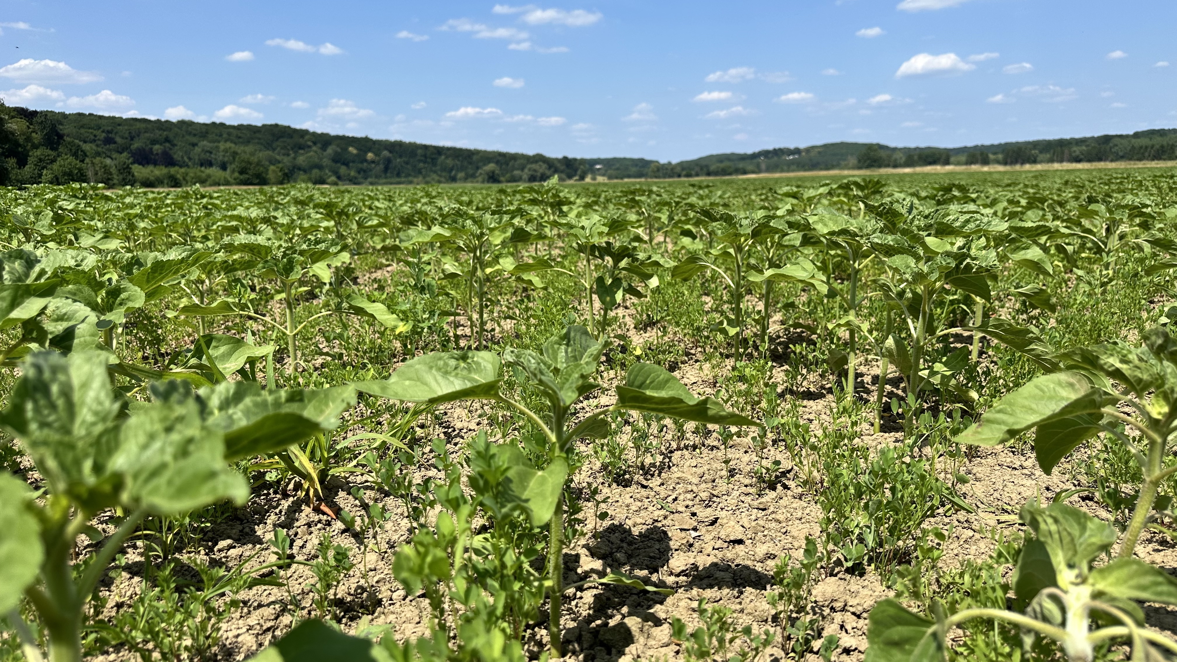 Le tournesol associé de Géraud Dumont de Chassart