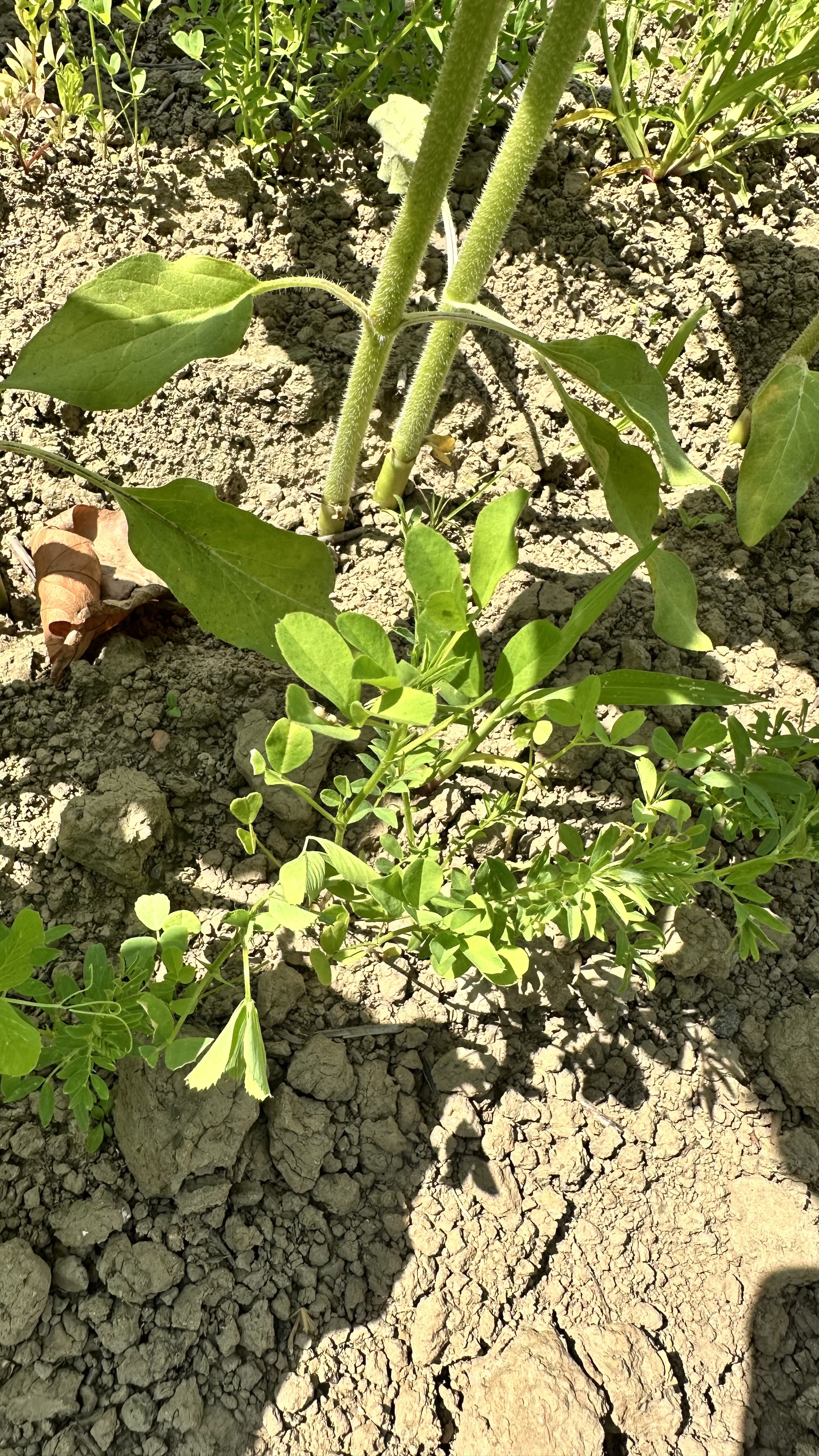Le tournesol associé à des lentilles et de la luzerne
