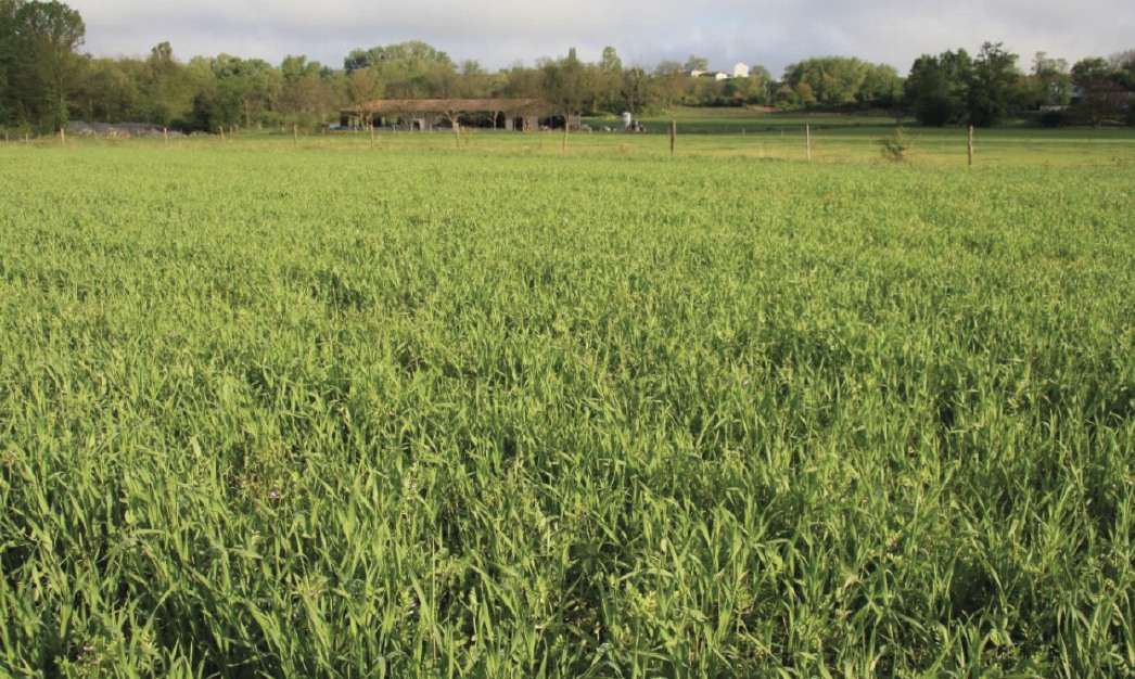Une prairie temporaire
