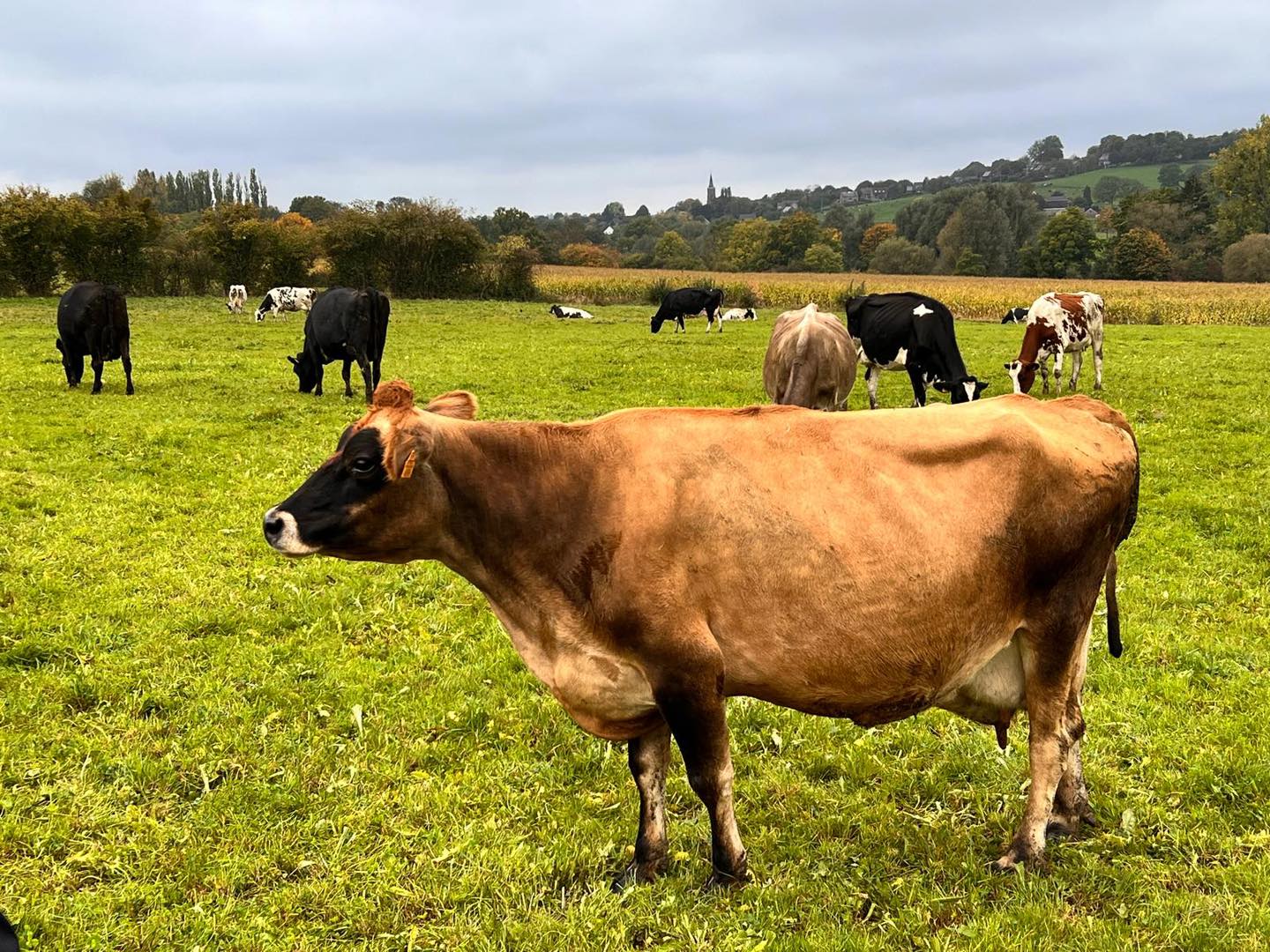 Les vaches de Michaël Gilliquet