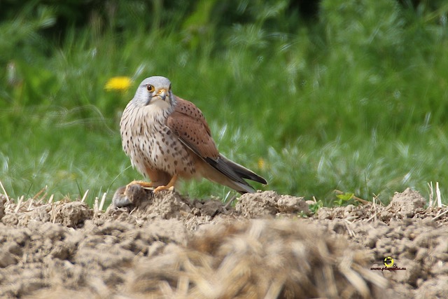 Un faucon crécerelle avec une proie