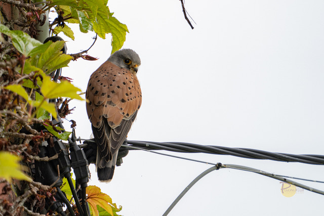 Un faucon crécerelle au repos
