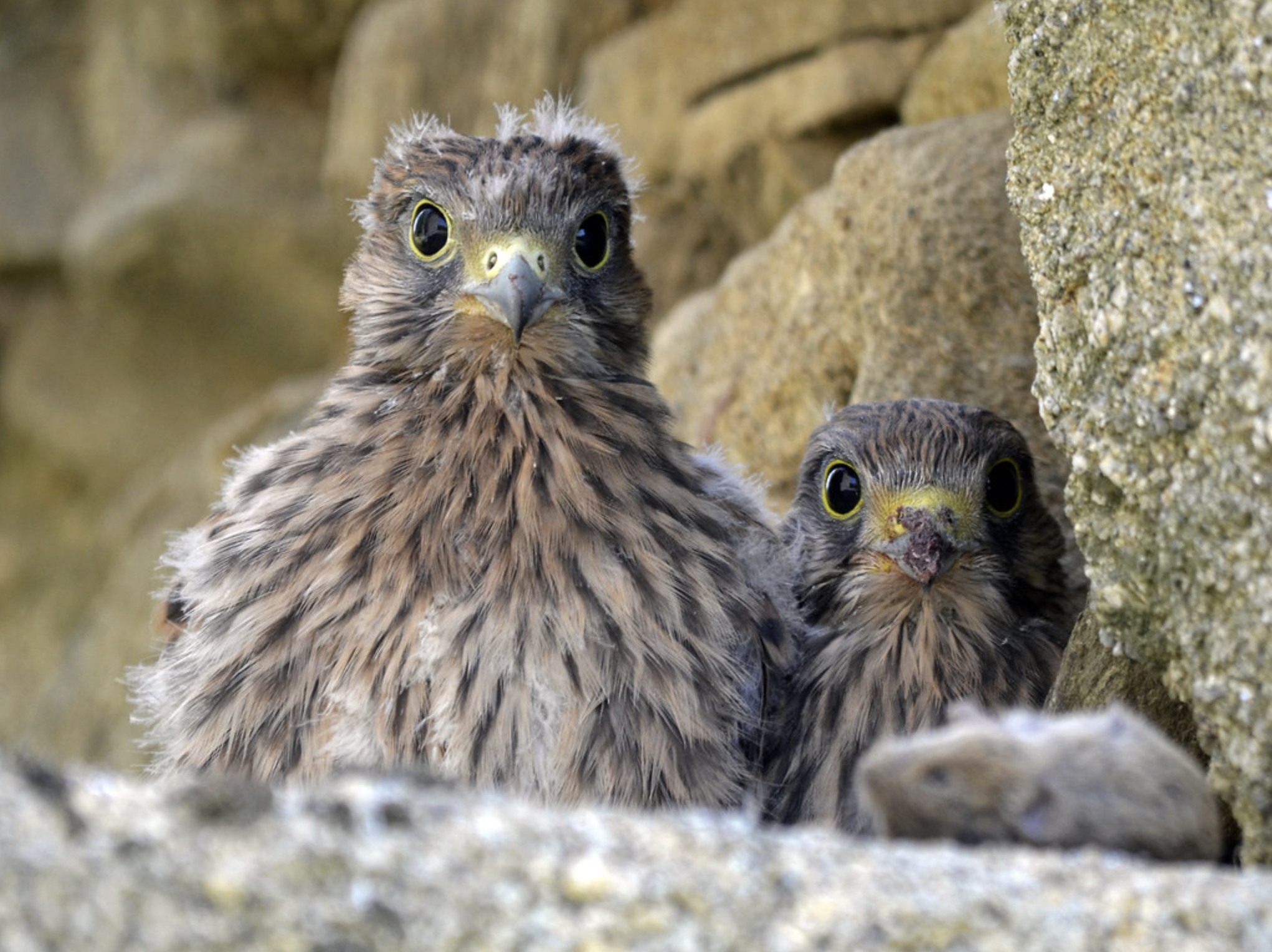 De jeunes fauconneaux 