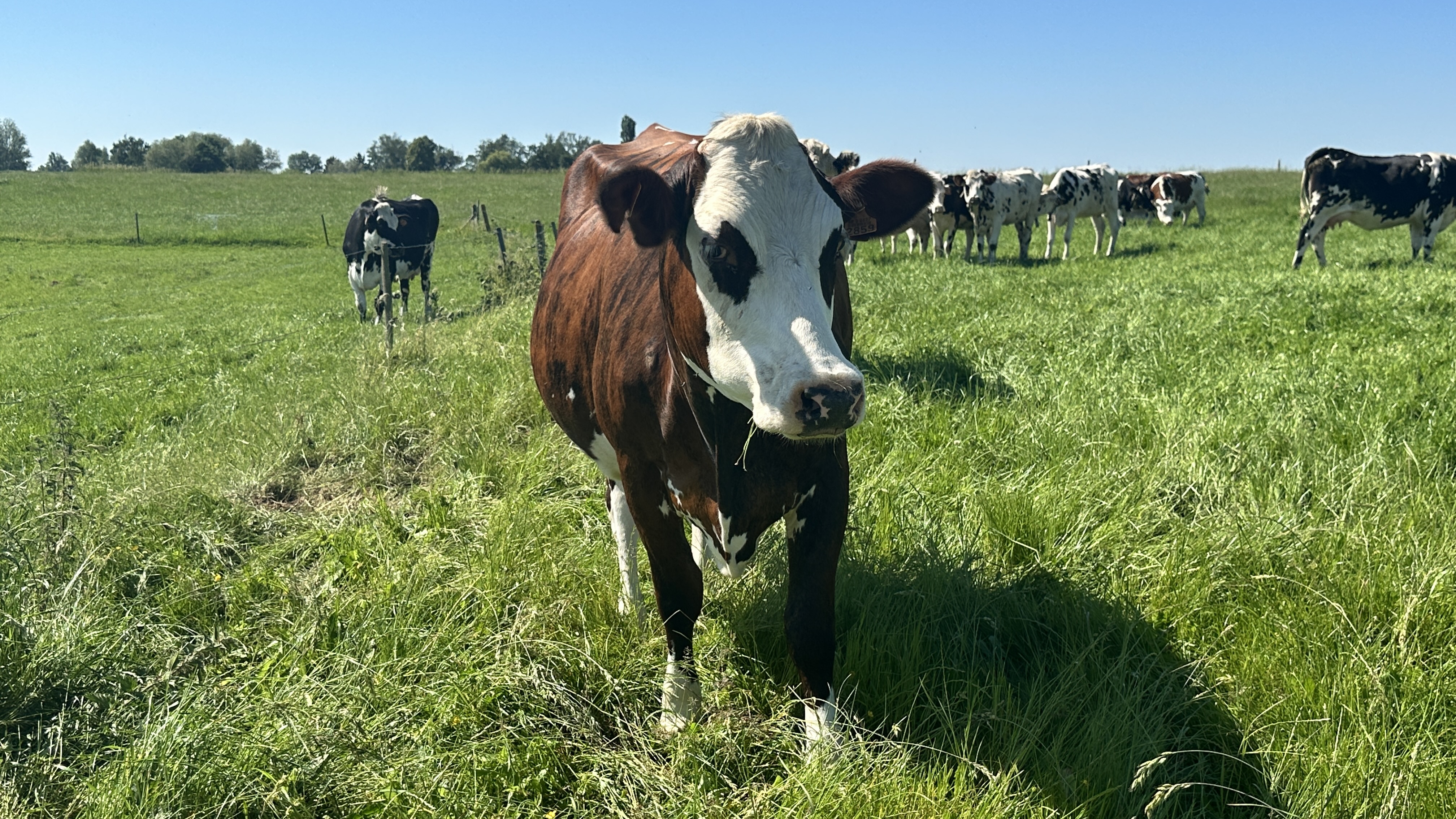 Les vaches laitières de la Ferme Vanderhaeghen à Rumes