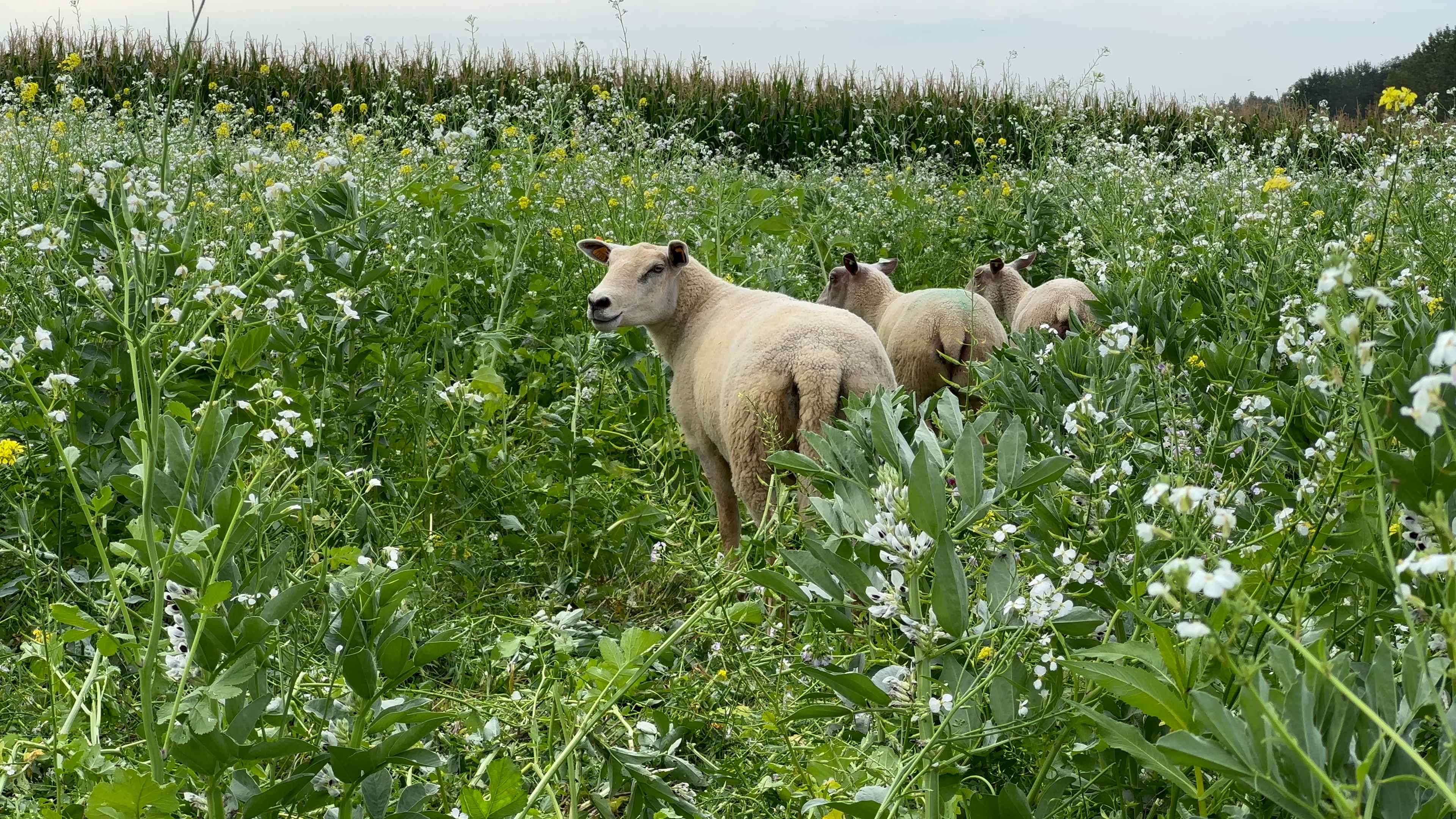 Des moutons qui pâturent un couvert diversifié