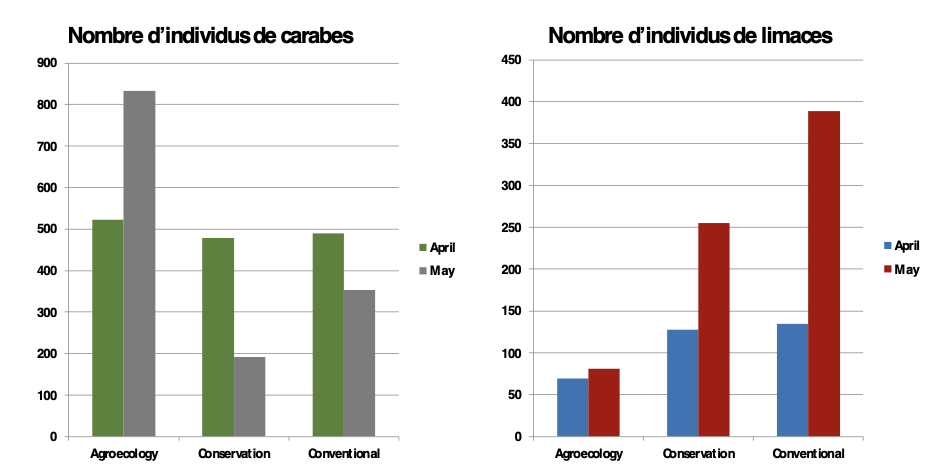 Une figure de l'efficacité des carabes sur les limaces dans les bandes herbeuses