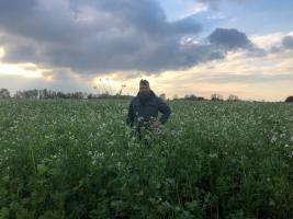 Thibault Lamérand, polyculteur-éleveur laitier à Comines-Warneton, dans ses couverts végétaux