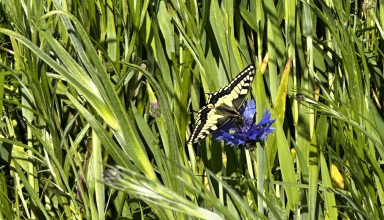 Un machaon sur une fleur de bleuet dans les bandes herbeuses intra-parcelle