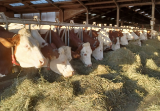 Des vaches se nourrissant de foin