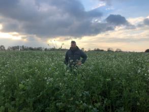 Thibault Lamérand, polyculteur-éleveur laitier à Comines-Warneton, dans ses couverts végétaux