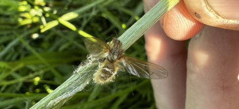 Un champignon parasite de mouches à fumier