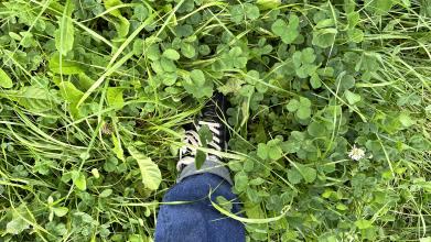 Le stock d'herbe sur pied chez Michaël Gilliquet en septembre