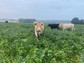 Des vaches dans les couverts à la Ferme de Warelles
