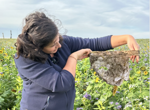 Notre agronome Elisabeth Van Rompu avec un des slips déterrés
