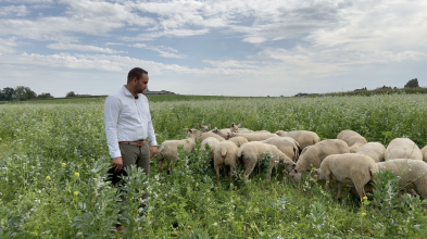 Notre agronome Anis Grana pâture des couverts avec ses moutons