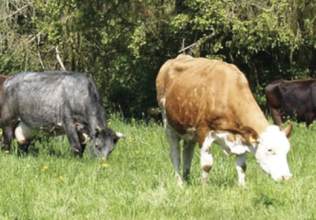 Les vaches de la Ferme Larock