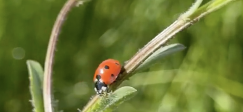 Une coccinelle dans les bandes herbeuses