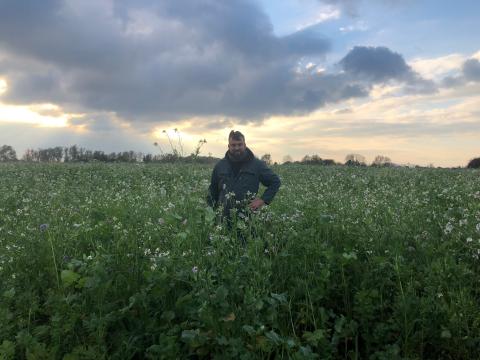 Thibault Lamérand, polyculteur-éleveur laitier à Comines-Warneton, dans ses couverts végétaux