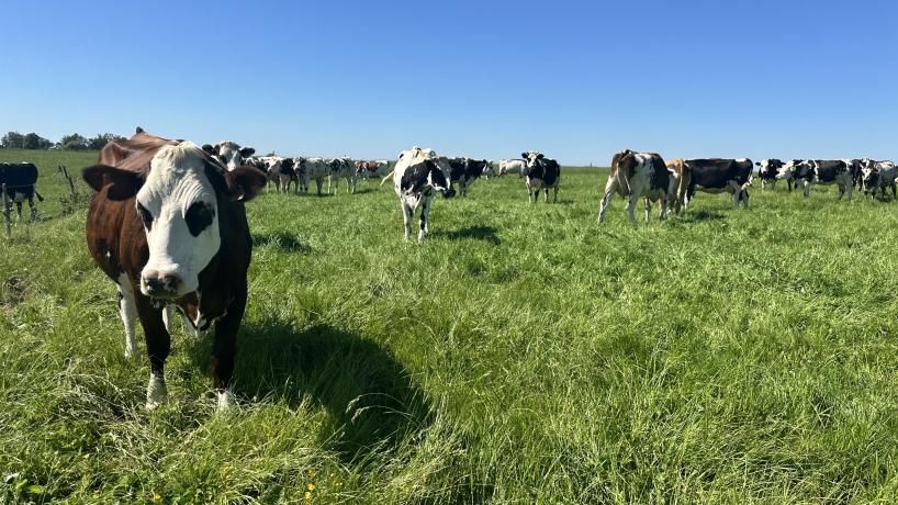 Les vaches laitières de la Ferme Vanderhaeghen à Rumes