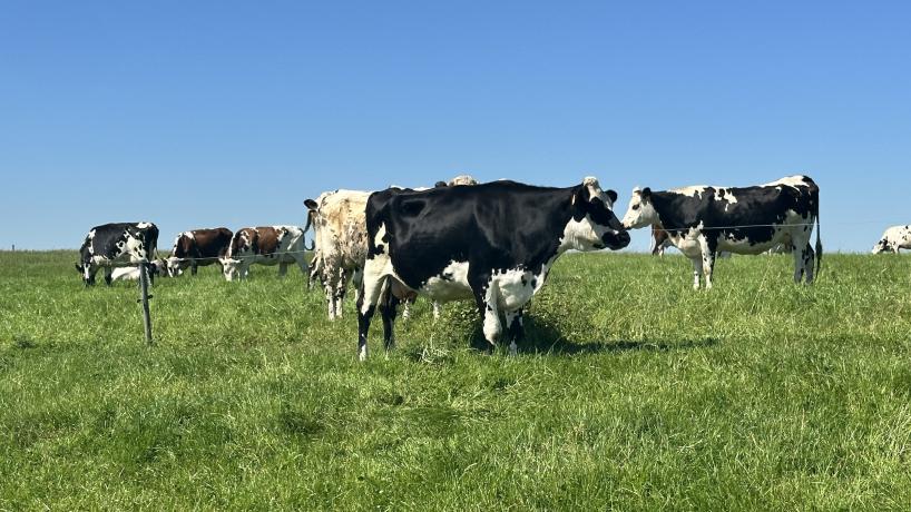 Les vaches laitières de la Ferme Vanderhaeghen à Rumes