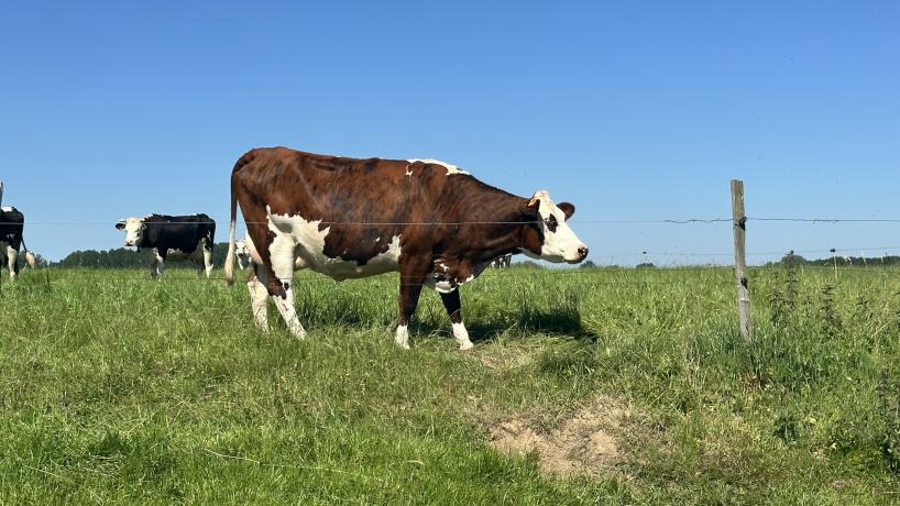 Les vaches laitières de la Ferme Vanderhaeghen à Rumes