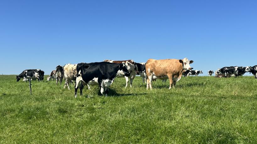 Les vaches laitières de la Ferme Vanderhaeghen à Rumes