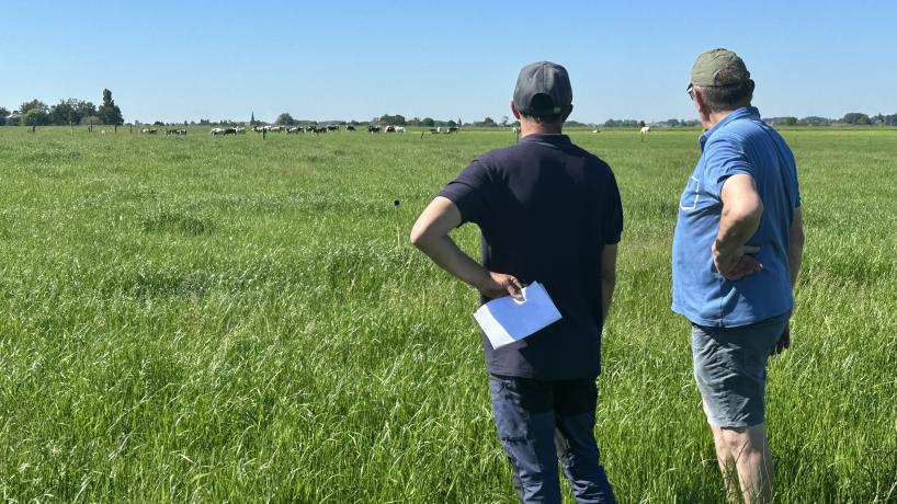 Freddy Vanderhaeghen dans ses prairies