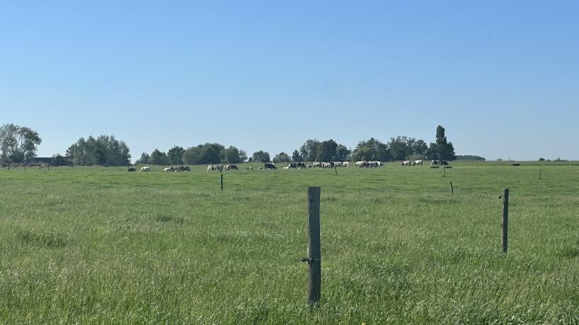 Les vaches laitières de la Ferme Vanderhaeghen à Rumes