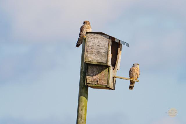 Un couple de faucons crécerelles sur un nichoir artificiel